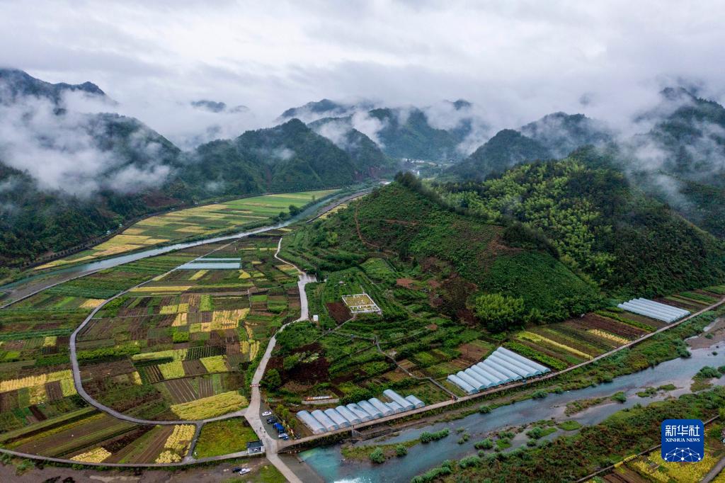 覆盘子树图片_覆盘子怎么吃最好_覆盘子种植技术视频