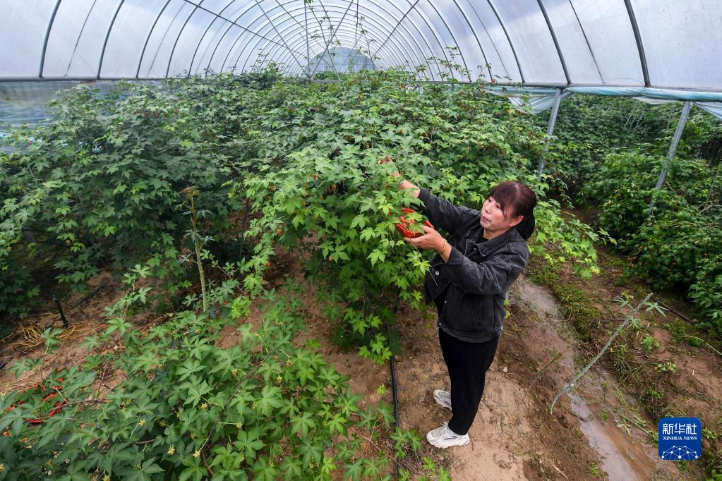 覆盘子种植技术视频_覆盘子树图片_覆盘子怎么吃最好