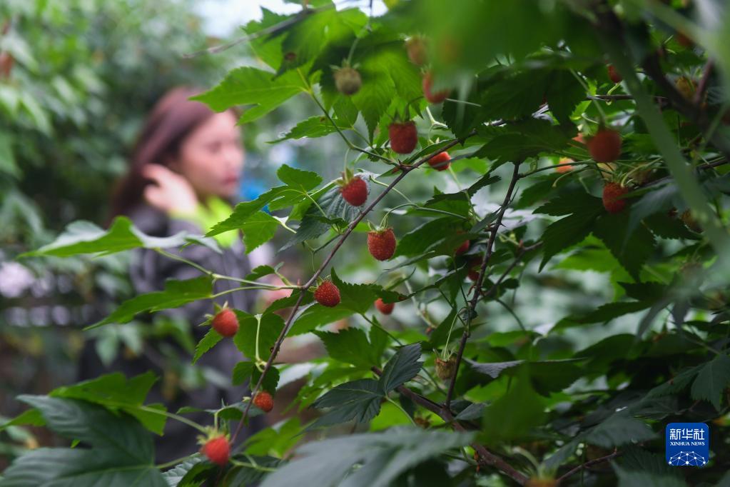 覆盘子树图片_覆盘子种植技术视频_覆盘子怎么吃最好