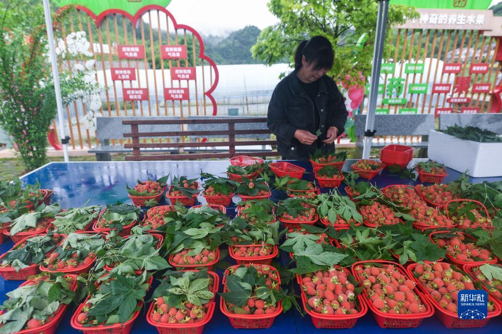 覆盘子种植技术视频_覆盘子树图片_覆盘子怎么吃最好