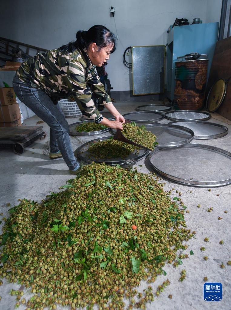 覆盘子种植技术视频_覆盘子怎么吃最好_覆盘子树图片