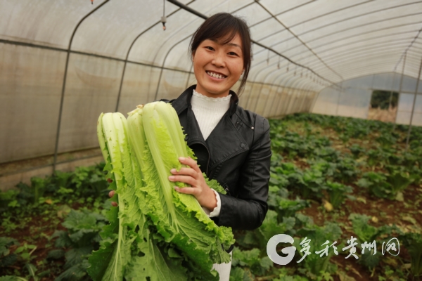 种植白菜致富_种白菜赚钱吗_致富白菜种植方法