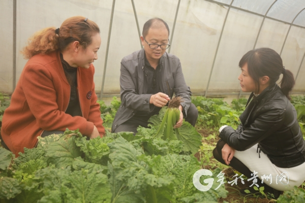 种白菜赚钱吗_种植白菜致富_致富白菜种植方法