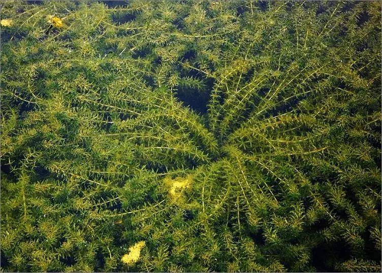 种植水草利润大吗_有卖水草的吗_卖水草致富经