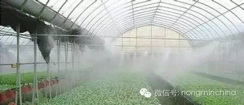 黄瓜大棚种植技术_蘑菇大棚种植技术_大棚 种植技术