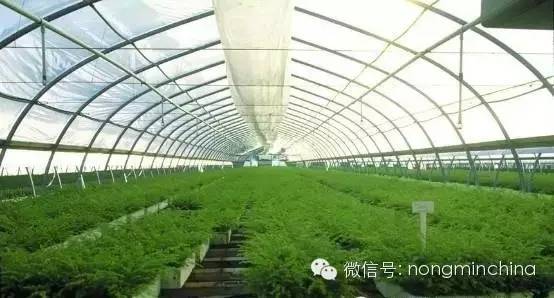 蘑菇大棚种植技术_大棚 种植技术_黄瓜大棚种植技术