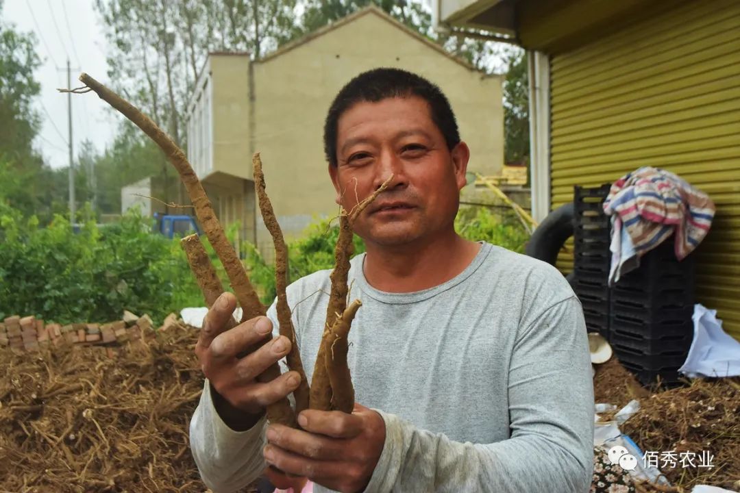 种植致富的陷阱_致富经种_致富经种植亩收入过亿