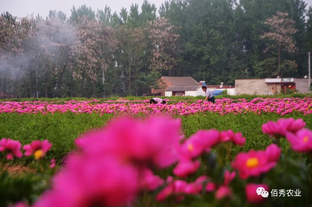 致富经种_致富经种植亩收入过亿_种植致富的陷阱