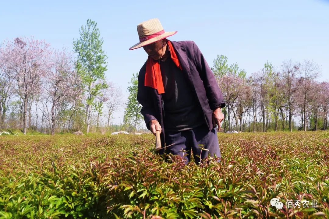 种植致富的陷阱_致富经种_致富经种植亩收入过亿