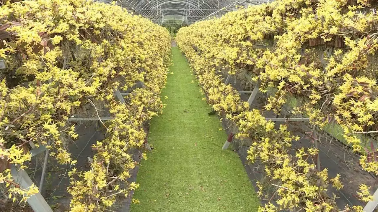 种植铁皮石斛的效益_致富种植铁皮石斛视频_种植铁皮石斛致富