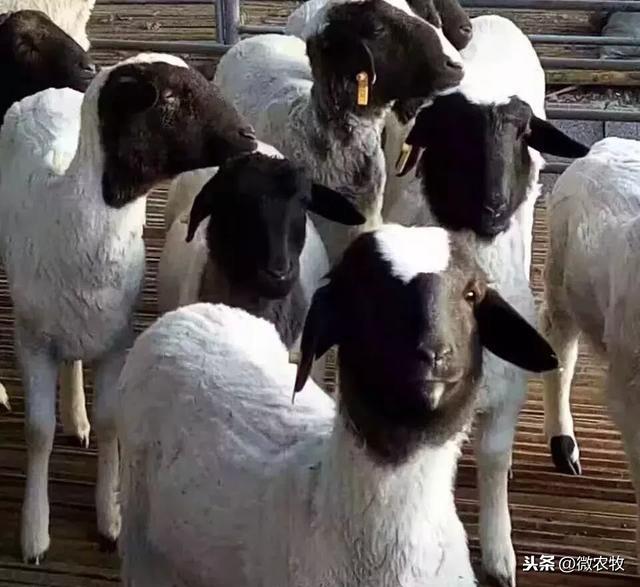 杜泊羊养殖技术_杜泊绵羊养殖技术视频_养杜泊羊赚钱吗