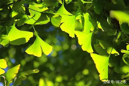 银杏种植致富_致富银杏种植基地在哪_银杏种植效益