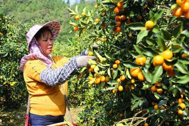 农民不怕不挣钱种下这种树，10年之后坐在家里数钱，村民羡慕