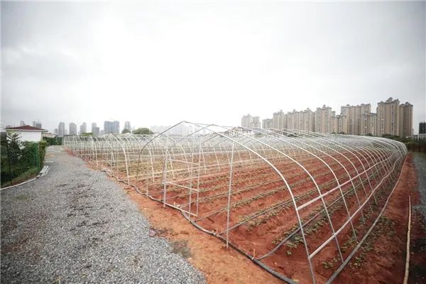 外媒看珠晖 | 央广网：湖南衡阳草莓种植好“钱”景，村民致富更有味