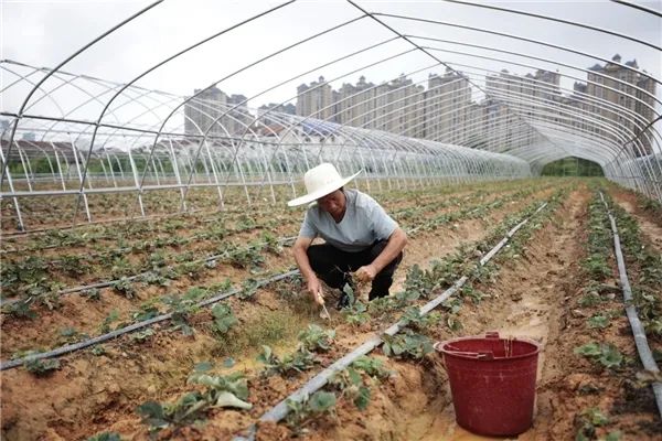 湖南种植什么最赚钱农村_湖南适合种植致富_湖南适合种植什么经济作物