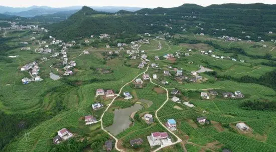 致富银杏种植条件_银杏种植致富_致富银杏种植方法