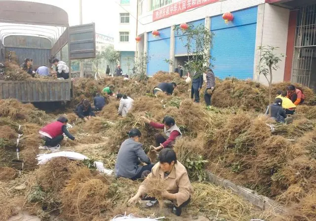 致富银杏种植条件_银杏种植致富_致富银杏种植方法