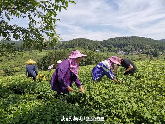 瓮安中坪镇：银杏采摘正当时 小叶子拓宽百姓致富路