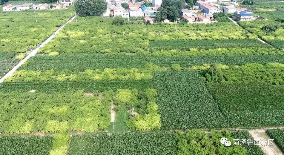 致富经种桃树视频_种植致富案例_桃子种植致富项目