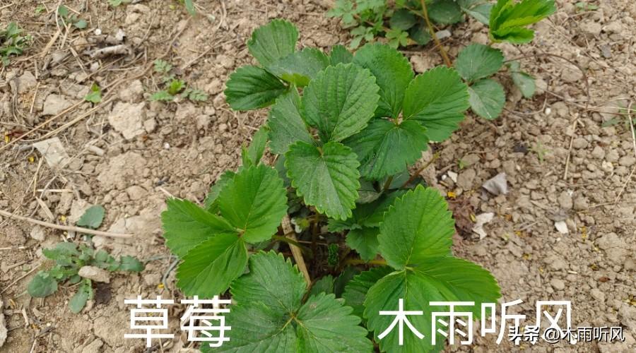 种植草莓技术教程_泡沫箱种植草莓技术_草莓种植(技术