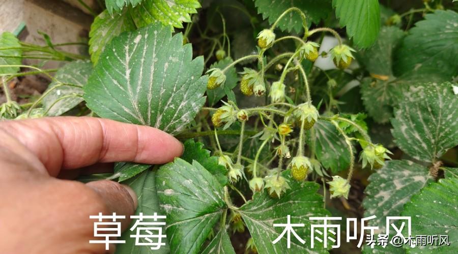 草莓种植(技术_泡沫箱种植草莓技术_种植草莓技术教程