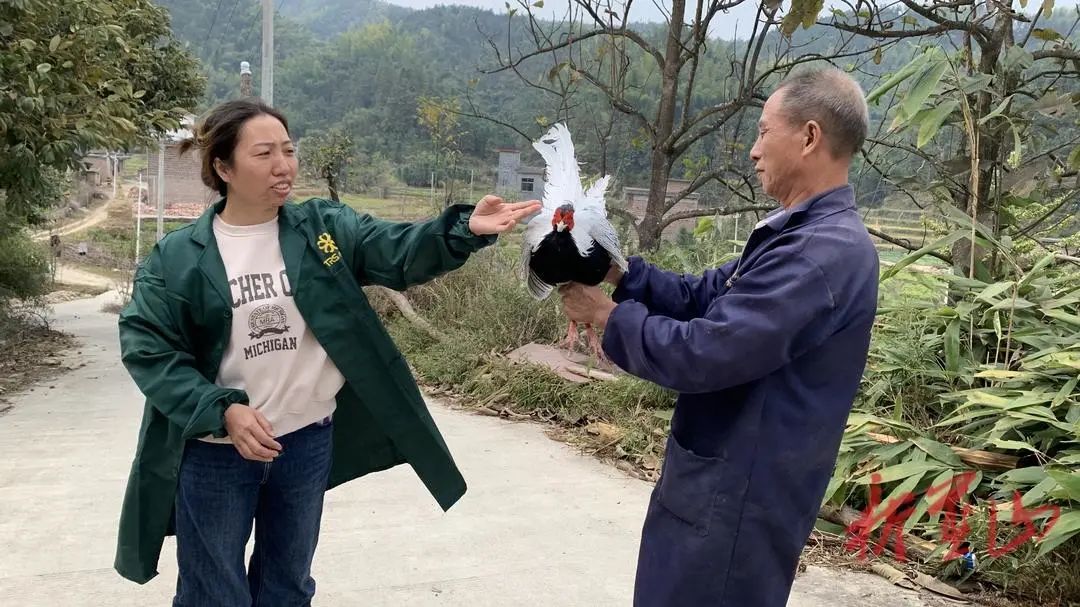 养殖白鹇鸡致富_白鹇鸡养殖技术视频_养鸡场的白鸡