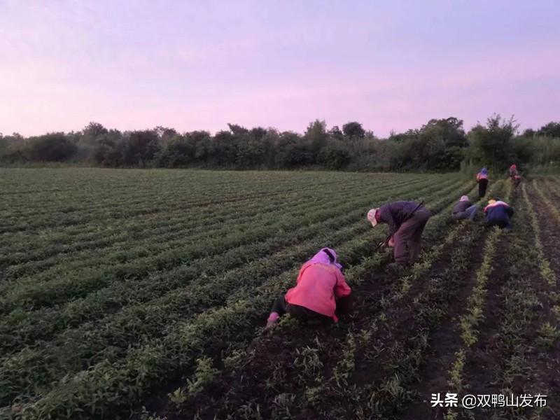 宝清：中草药种植开出致富“良方”