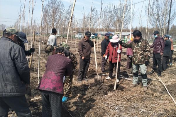 促进农民增收 民兴村探索种植发展新路径