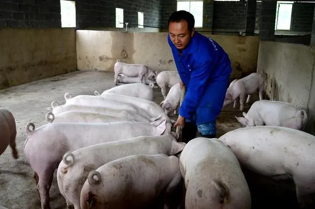 致富养殖什么最赚钱_养殖致富不忘_养殖致富经