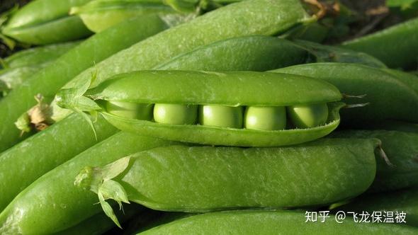 豌豆高产种植技术要点_高产豌豆种植技术_豌豆高产栽培技术