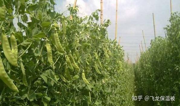 豌豆高产栽培技术_高产豌豆种植技术_豌豆高产种植技术要点