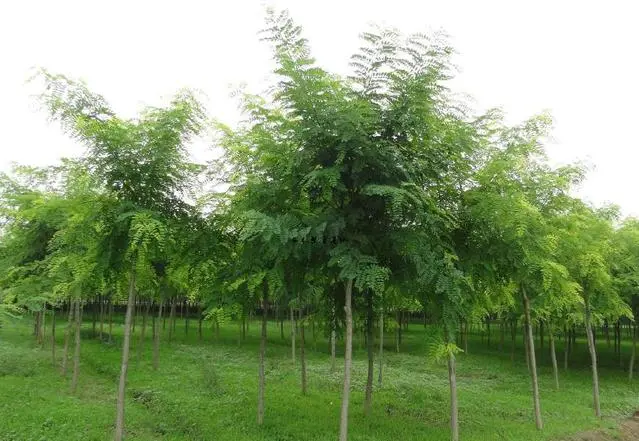 银杏种植致富_致富银杏种植条件_致富银杏种植基地在哪