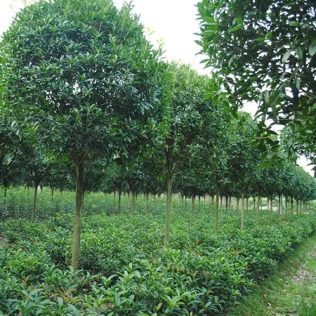 银杏种植致富_致富银杏种植条件_致富银杏种植基地在哪