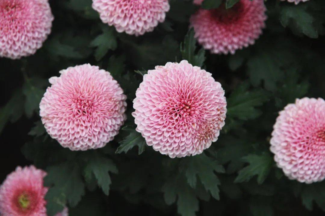 养乒乓菊要注意什么_乒乓菊养殖技术_乒乓菊养殖