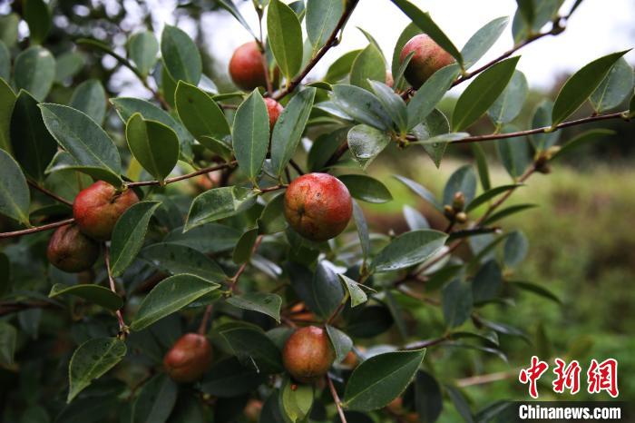 重庆彭水种植18万亩油茶树 结出脱贫“致富果”