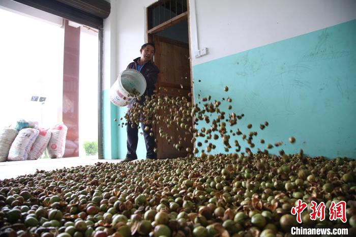 图为当地村民摊晾油茶果。　廖唯 摄