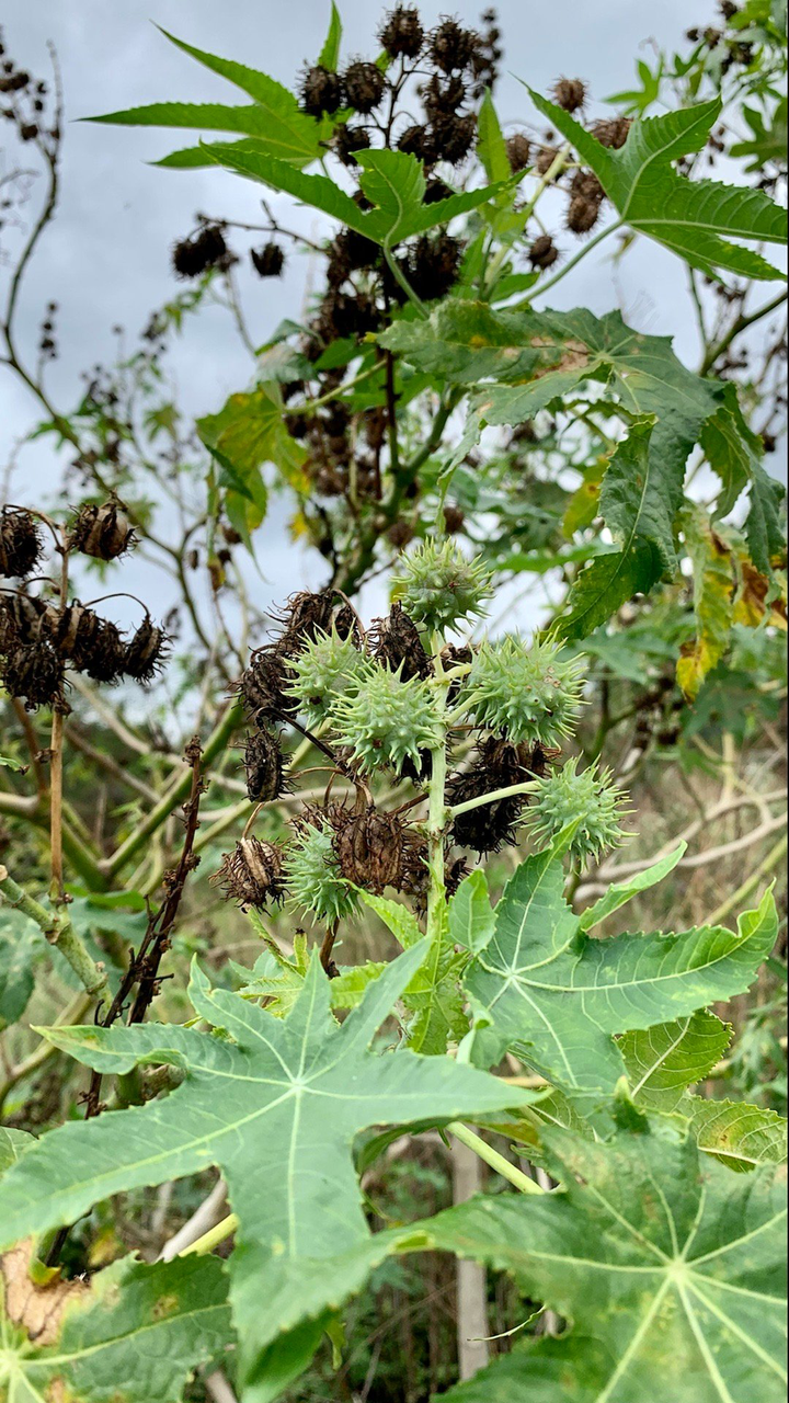 种植蓖麻致富_致富种植蓖麻花的视频_种植蓖麻可致富