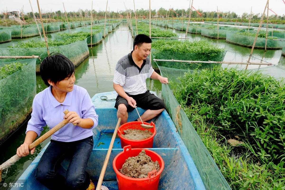 养殖黄鳝规范技术标准_黄鳝养殖技术规范_养殖黄鳝的技术与资料