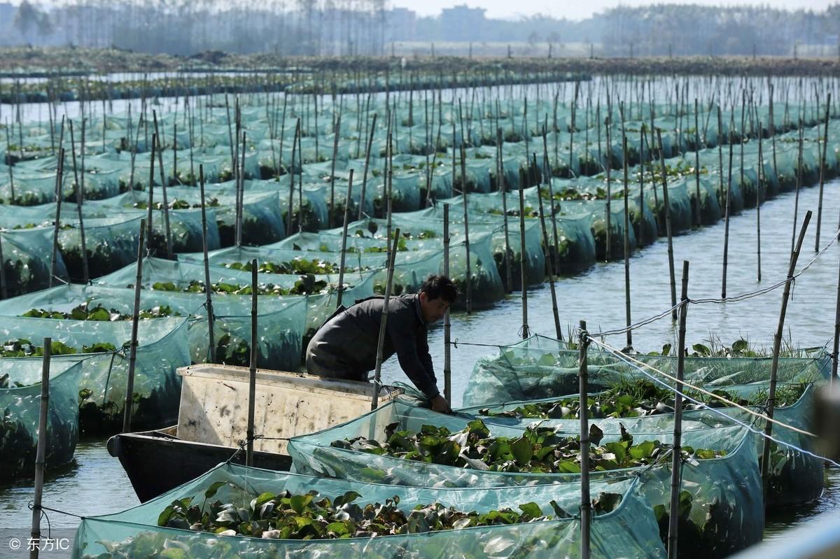 养殖黄鳝规范技术标准_黄鳝养殖技术规范_养殖黄鳝的技术与资料