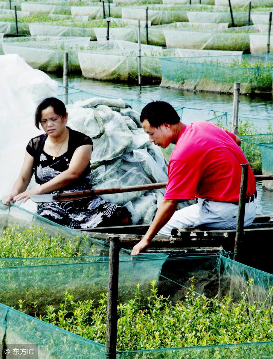 养殖黄鳝规范技术标准_养殖黄鳝的技术与资料_黄鳝养殖技术规范