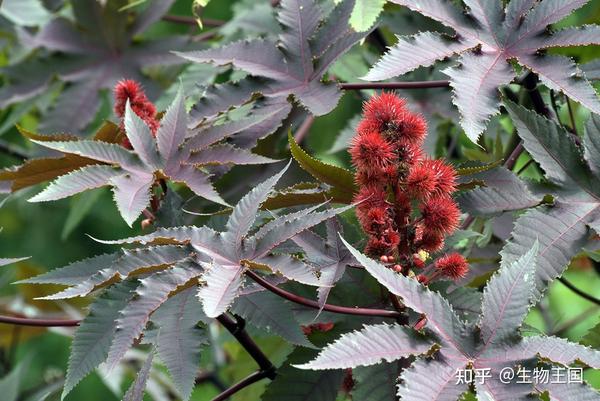 种植蓖麻可致富_致富经蓖麻种植视频_种植蓖麻致富