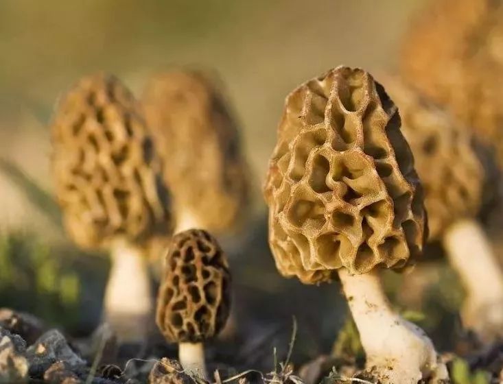 种植什么香料致富_香料种植前景_香料致富种植方案