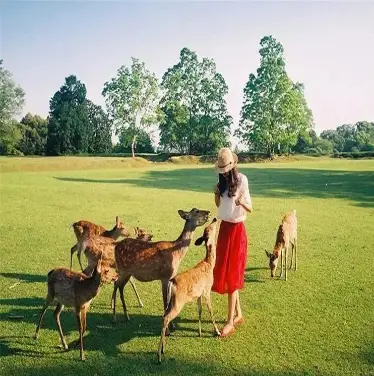 养殖马鸡能养殖致富_养殖马的前景_养马致富经