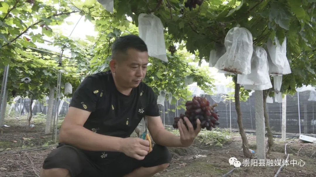 种植葡萄致富视频_视频致富种植葡萄怎么做_致富经葡萄栽培技术视频