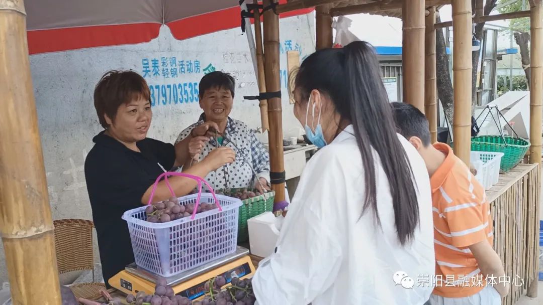 种植葡萄致富视频_致富经葡萄栽培技术视频_视频致富种植葡萄怎么做