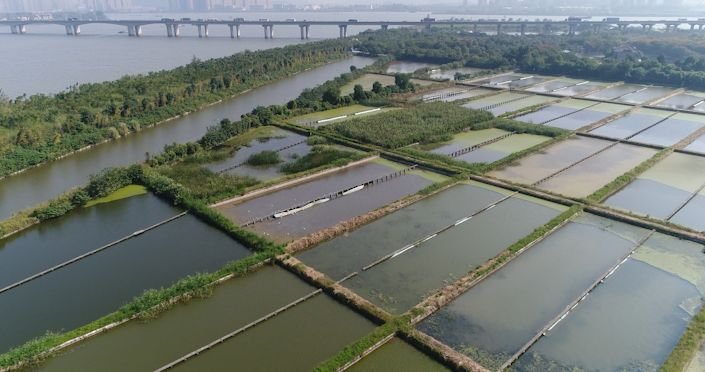 致富经水产视频甲鱼_甲鱼致富经视频_致富经野生养殖甲鱼视频