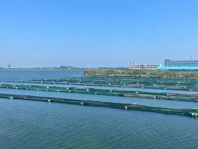 海蜇苗暂养技术养殖_养海蜇赚钱吗_海蜇养殖最新养殖技术