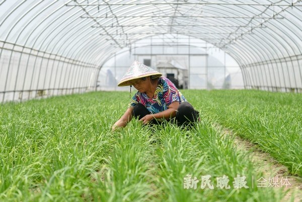 瓜娄种植利润_致富经种瓜不卖瓜年入八千万_每日农经致富经种瓜