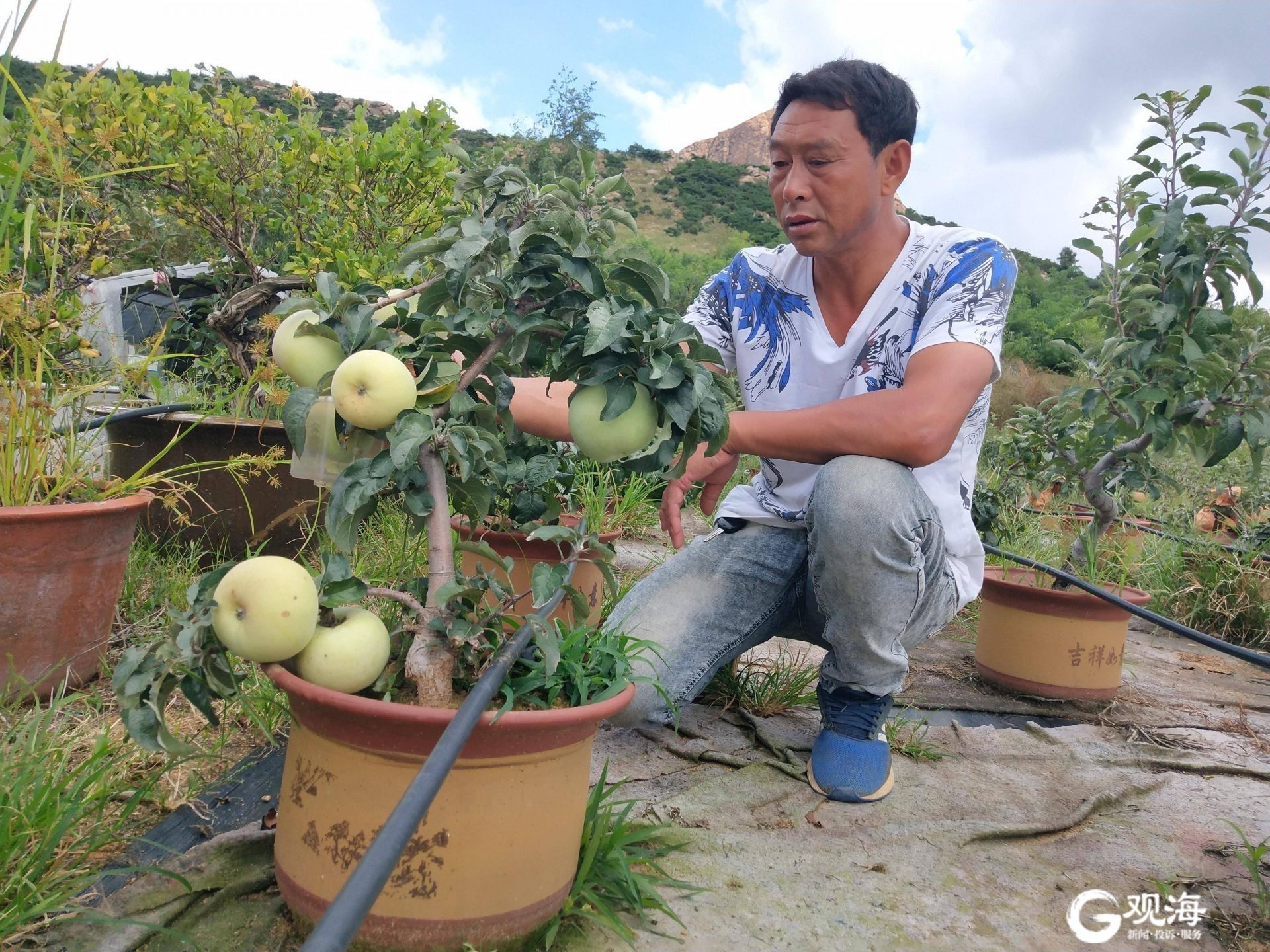 cctv7葡萄种植全部视频_种植葡萄致富视频_致富经葡萄种植视频