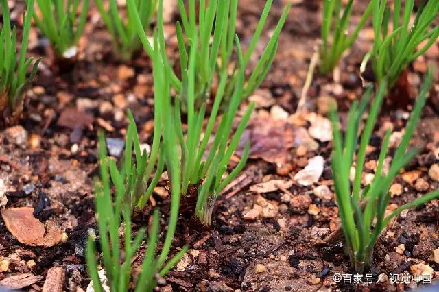 洋葱头种植视频_洋葱头怎么种法_洋葱头的种植技术